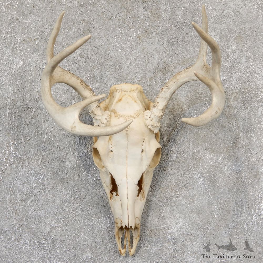 Whitetail Deer Skull European Mount For Sale #19028 @ The Taxidermy Store