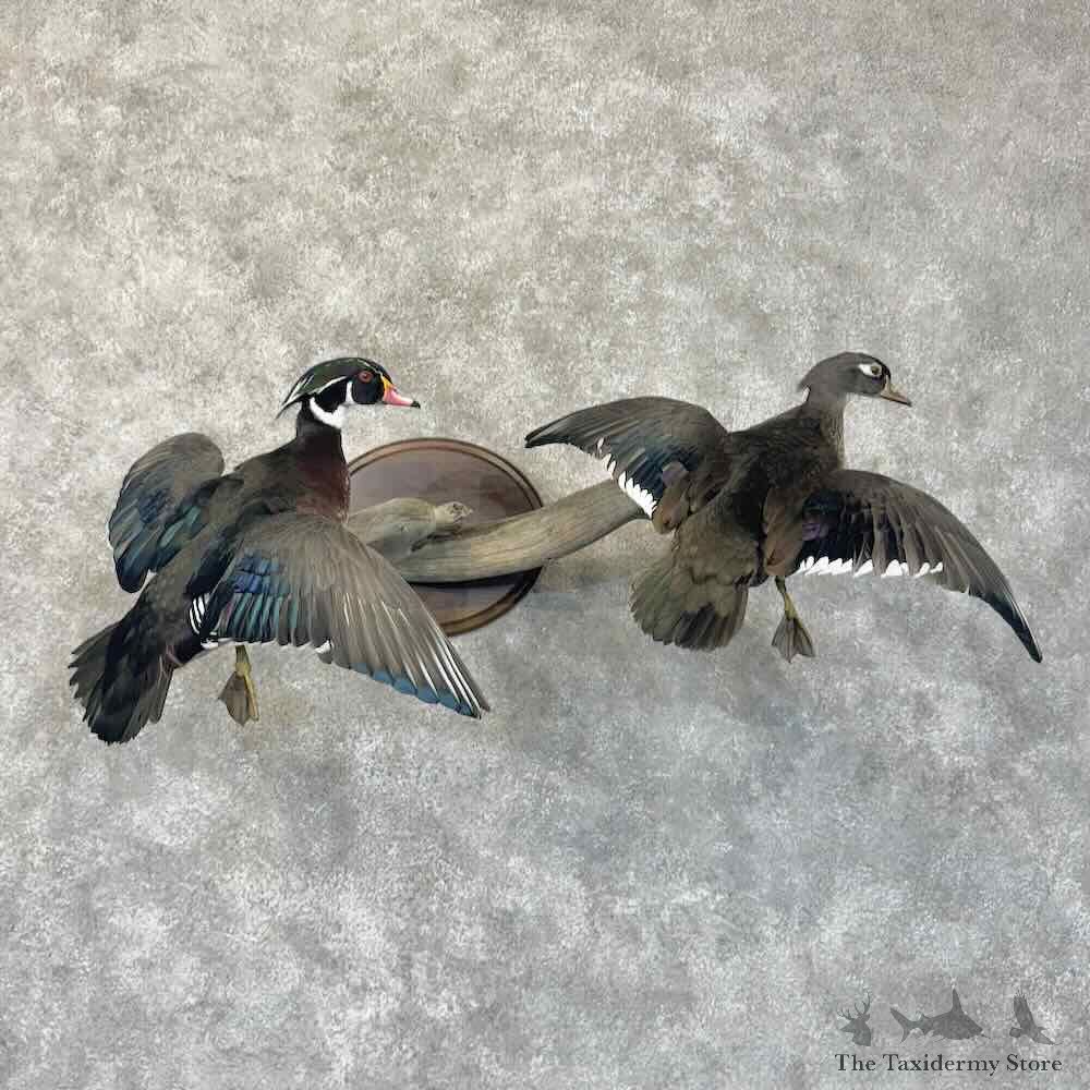 Wood Duck Pair Bird Mount For Sale #30547 @ The Taxidermy Store