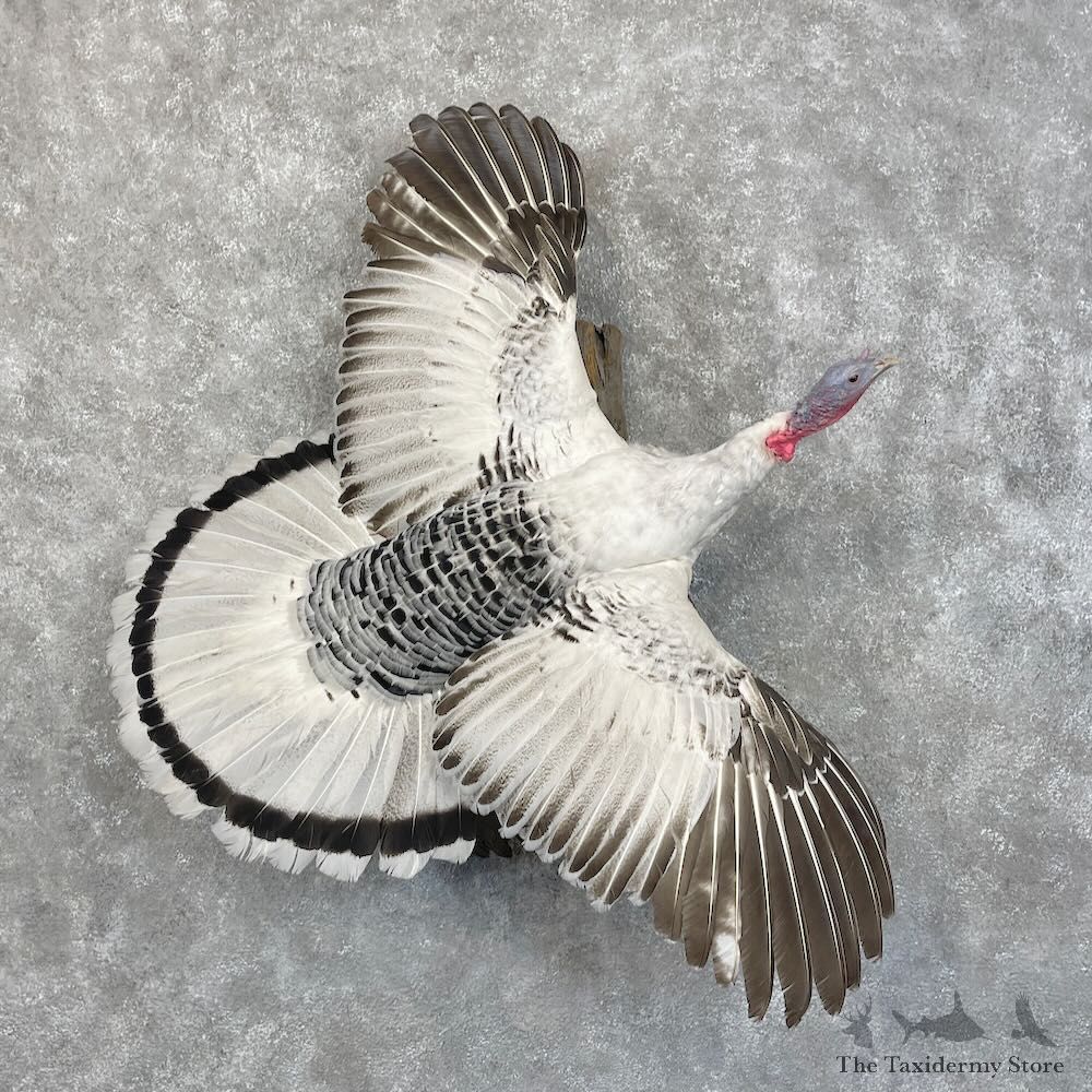 Royal Palm Turkey Bird Mount For Sale #28503 @ The Taxidermy Store