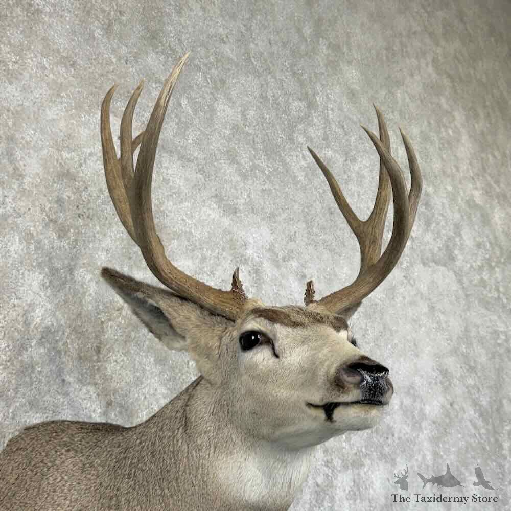 Mule Deer Shoulder Mount For Sale #31464 @ The Taxidermy Store