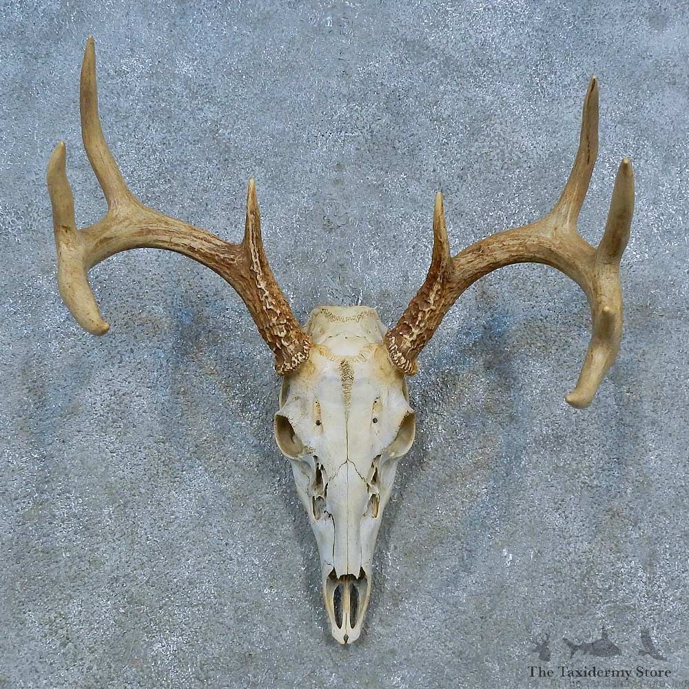 Whitetail Deer Skull Antler European Mount For Sale #15524 @ The Taxidermy Store