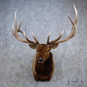 Rocky Mountain Elk Shoulder Mount For Sale #15678 @ The Taxidermy Store