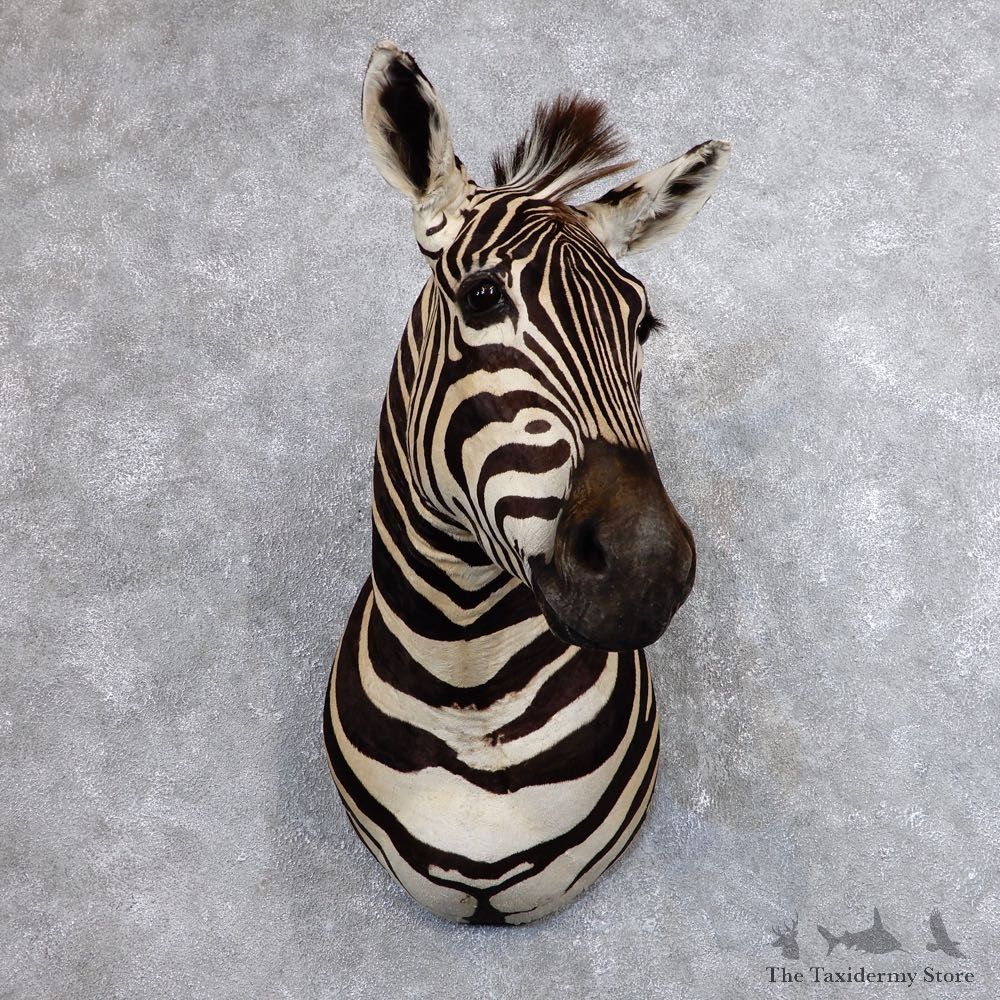 African Zebra Shoulder Mount For Sale #18634 @ The Taxidermy Store