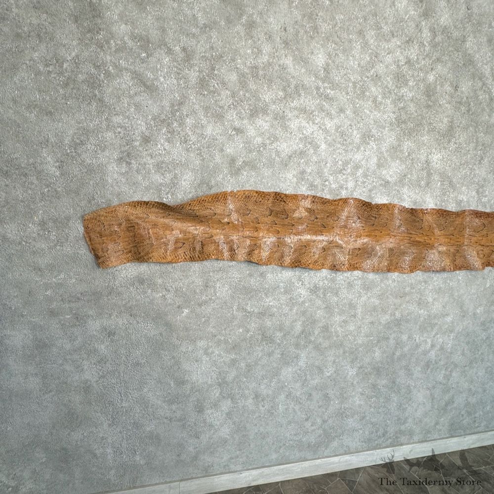 Rock Python Snake Skin For Sale #29778 @ The Taxidermy Store