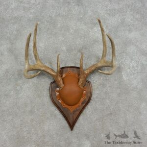 Whitetail Deer Antler Plaque Mount #17080 For Sale @ The Taxidermy Store