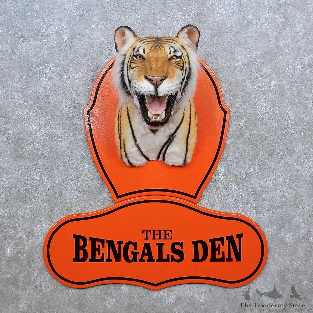 The Bengals Den Shoulder Mount For Sale #15611 @ The Taxidermy Store