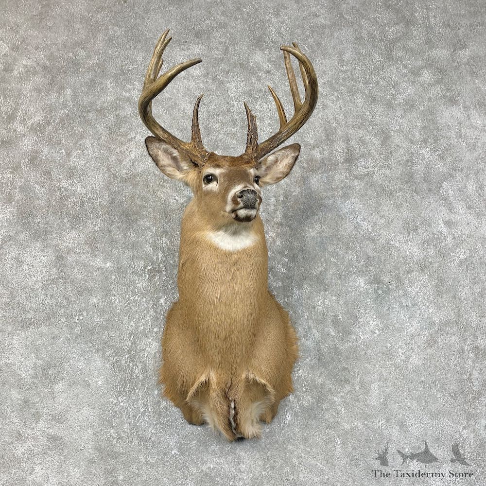 Whitetail Deer Shoulder Mount #25421 For Sale - The Taxidermy Store