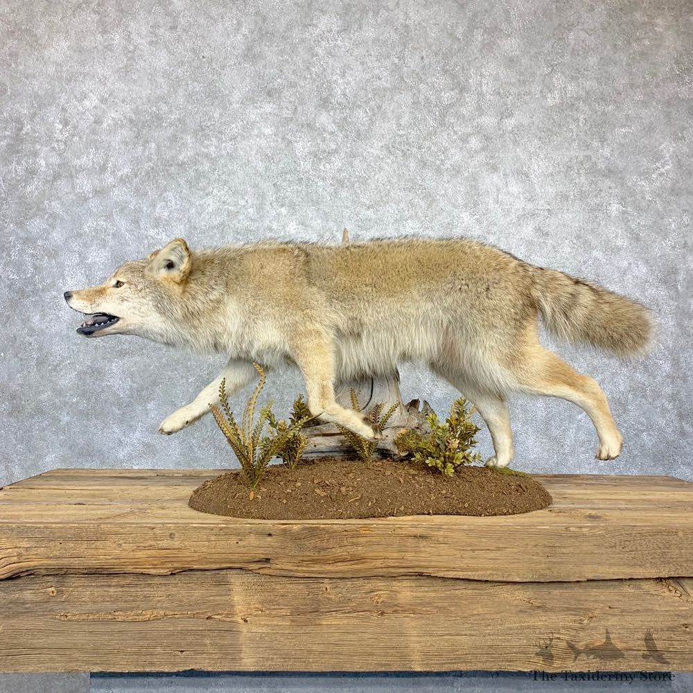 Coyote Life Size Taxidermy Mount #23182 For Sale @ The Taxidermy Store