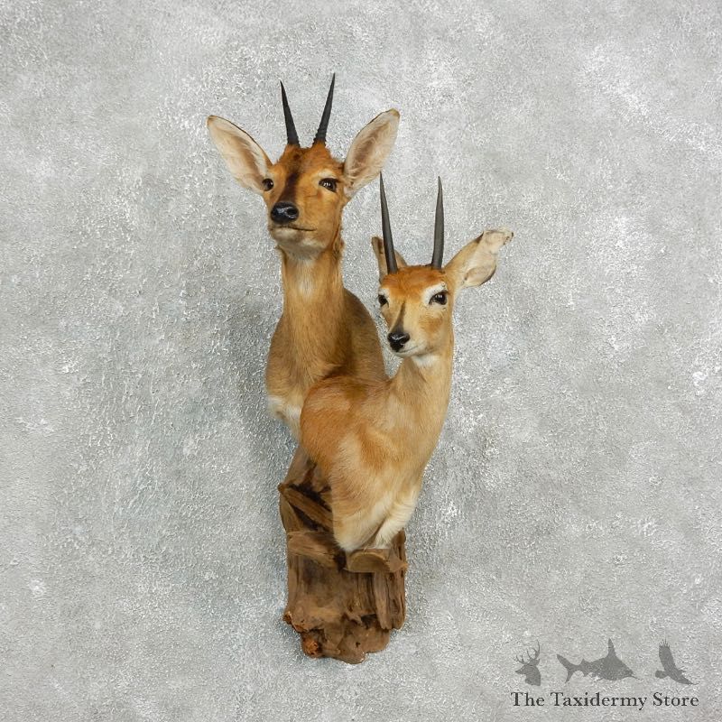 Bush Duiker/Steenbok Pair Shoulder Mount For Sale #17640 @ The Taxidermy Store