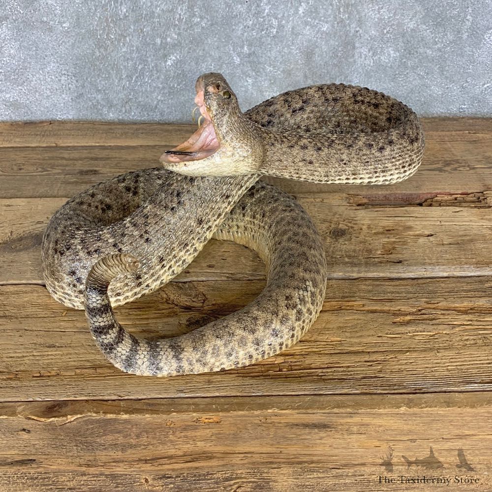 Western Diamondback Rattlesnake Mount For Sale #21423 @ The Taxidermy Store