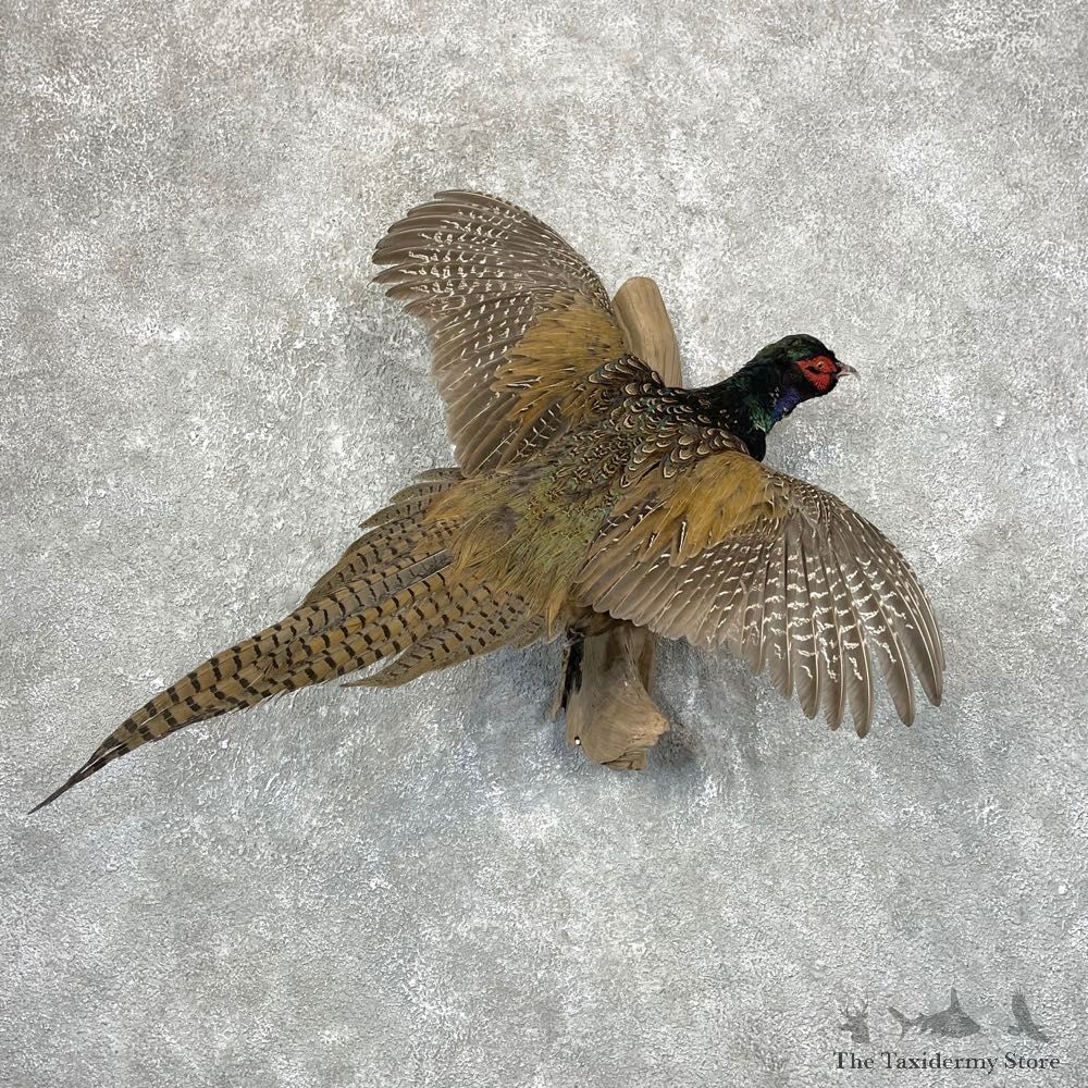 Green Pheasant Taxidermy Mount #24648 For Sale @ The Taxidermy Store