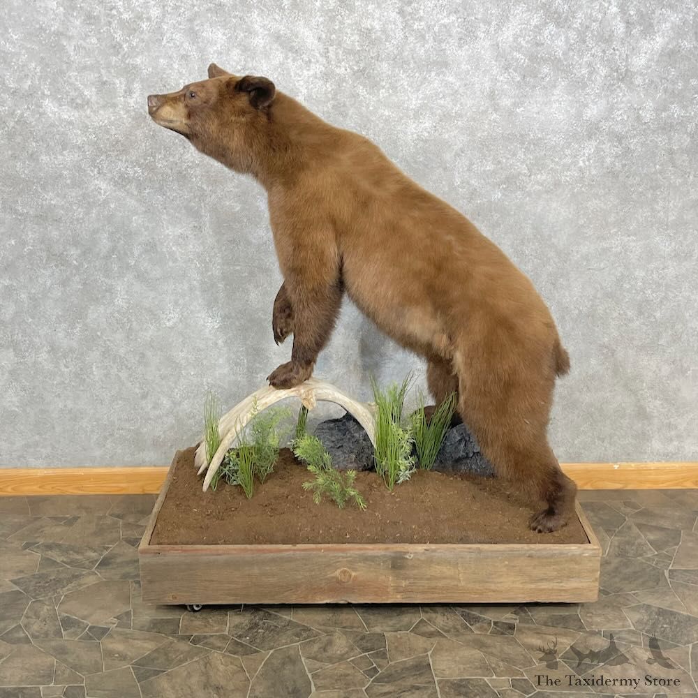 Cinnamon Phase Black Bear Life-Size Mount For Sale #28375 @ The Taxidermy Store