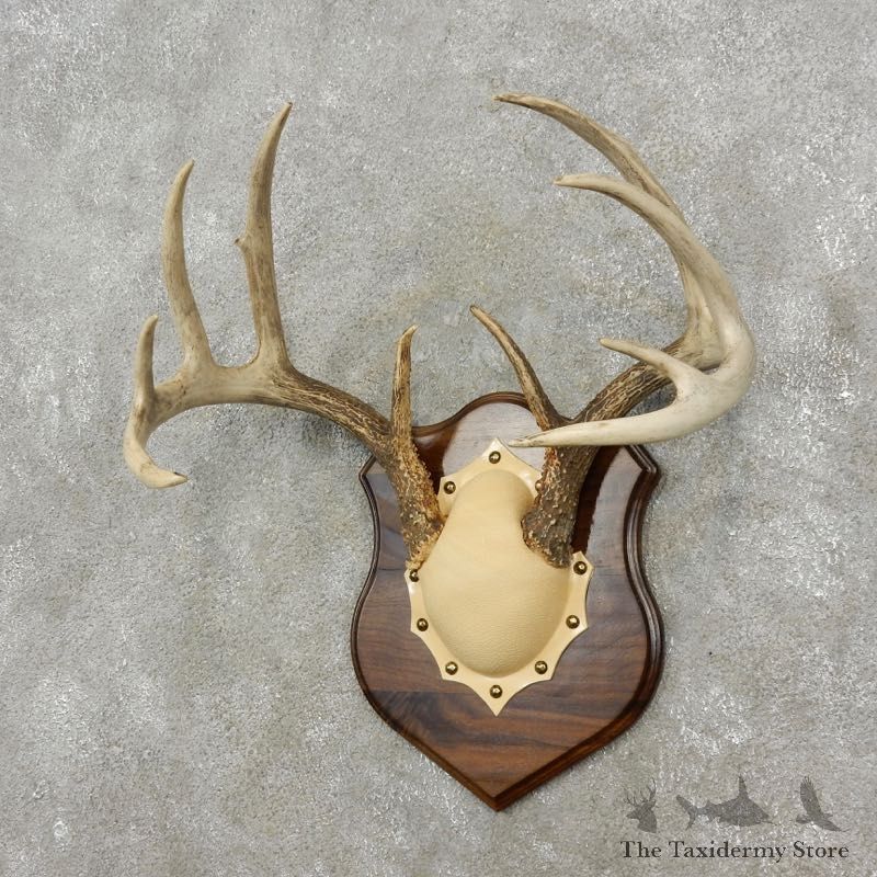 Whitetail Deer Antler Plaque Mount For Sale #17399 @ The Taxidermy Store