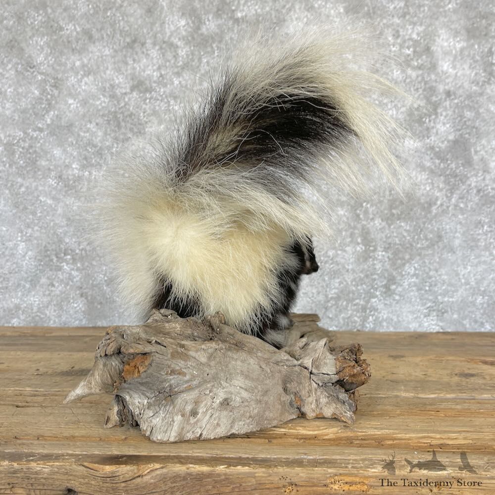 Hooded Skunk Taxidermy Mount For Sale #28229 @ The Taxidermy Store