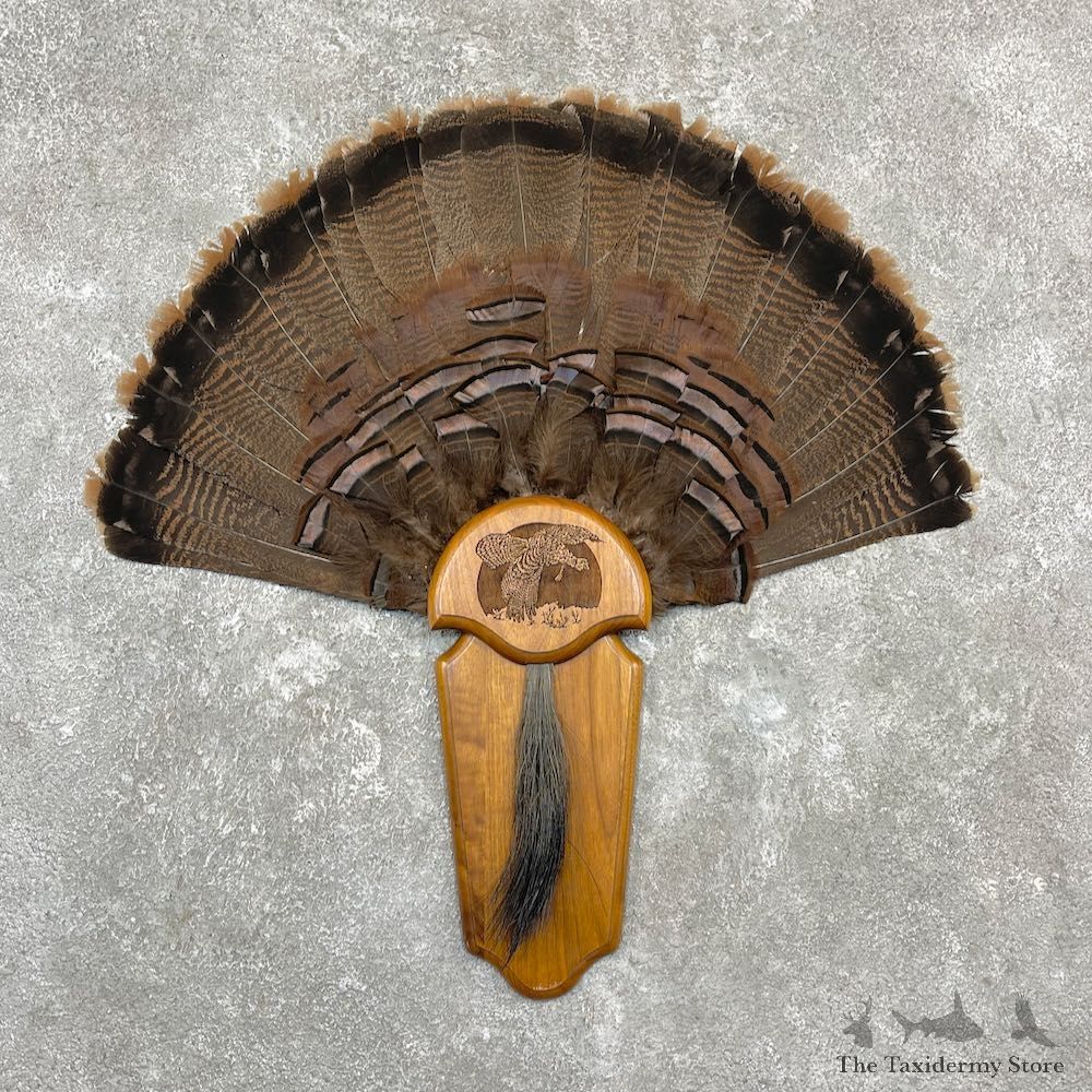 Eastern Wild Turkey Fan Mount For Sale #27135 @ The Taxidermy Store