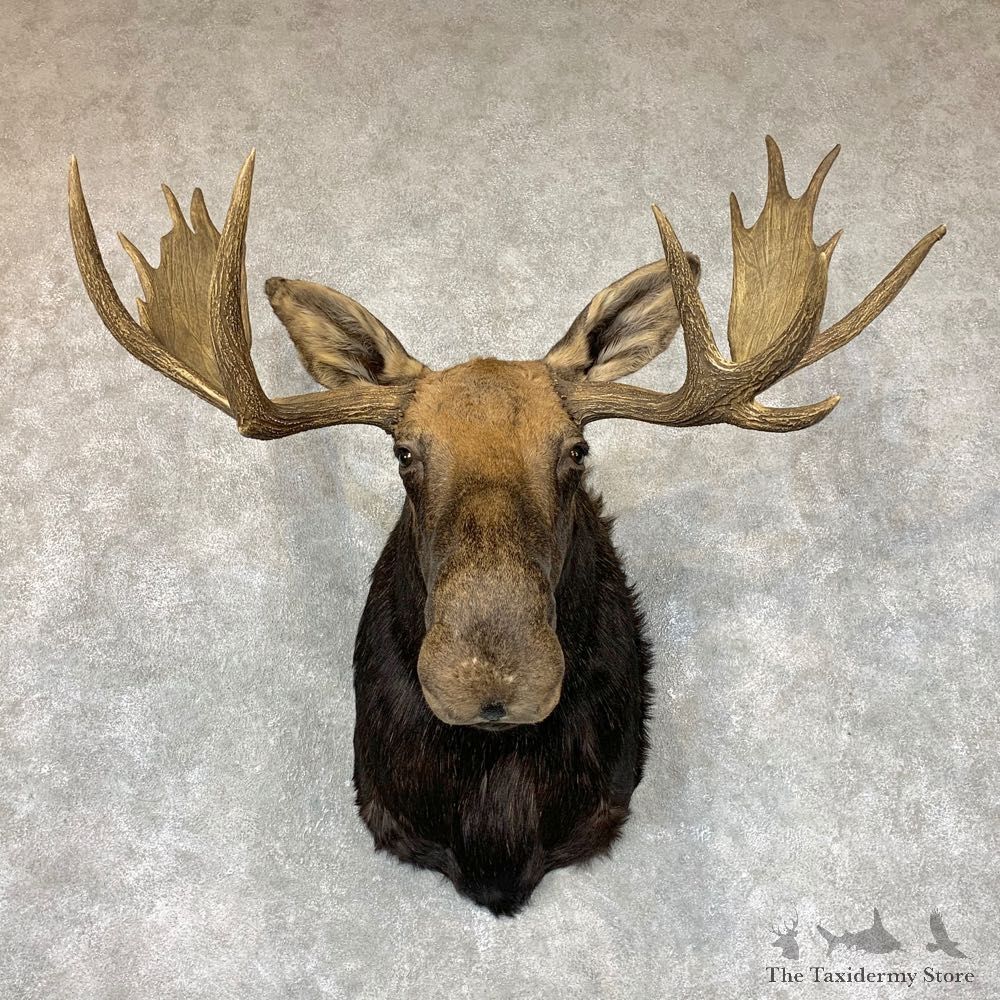 Shiras Moose Shoulder Taxidermy Mount #22337 For Sale @ The Taxidermy Store