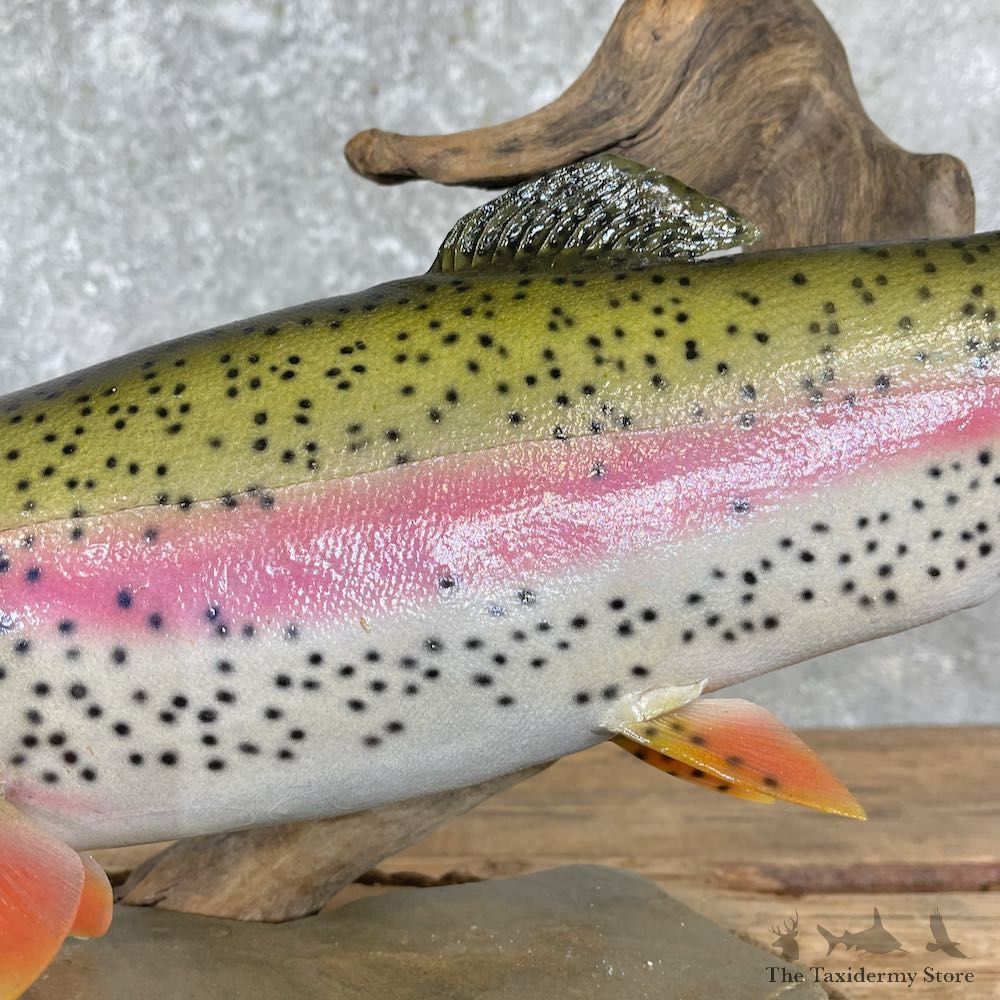 Rainbow Trout Fish Mount For Sale #27192 @ The Taxidermy Store