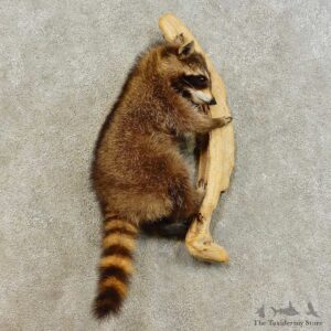 Wall-Hanging Raccoon Mount For Sale #16517 @ The Taxidermy Store