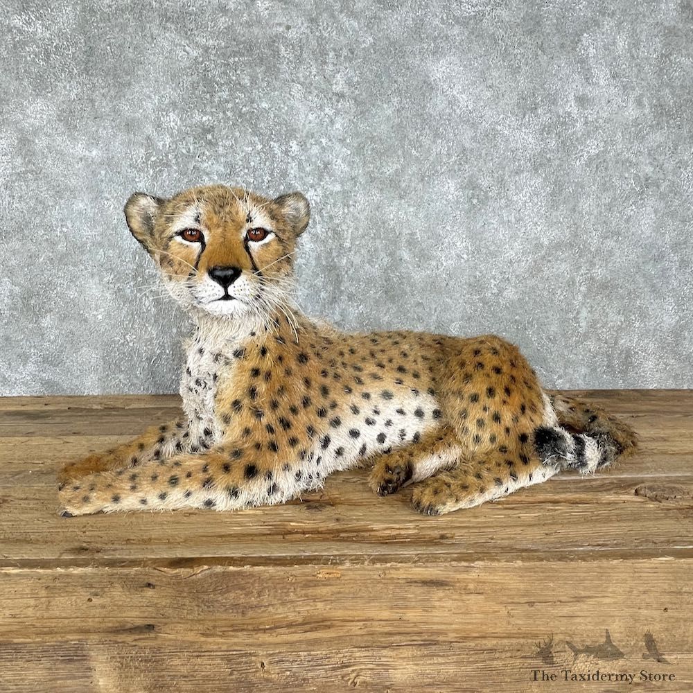 Laying Cheetah Cub Mount #25562 For Sale @ The Taxidermy Store