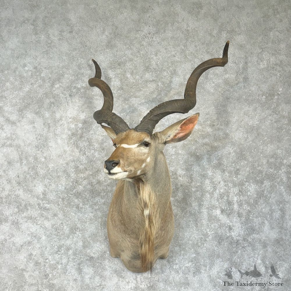 Greater Kudu Shoulder Mount For Sale #29757 @ The Taxidermy Store