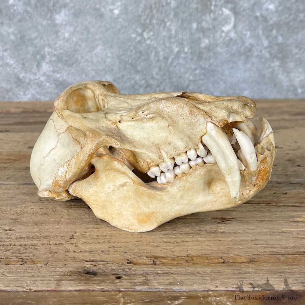 Chacma Baboon Taxidermy Full Skull Mount #26031 For Sale @The Taxidermy Store