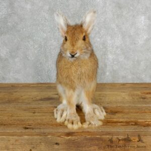 Snowshoe Hare Rabbit Mount #17846 For Sale @ The Taxidermy Store
