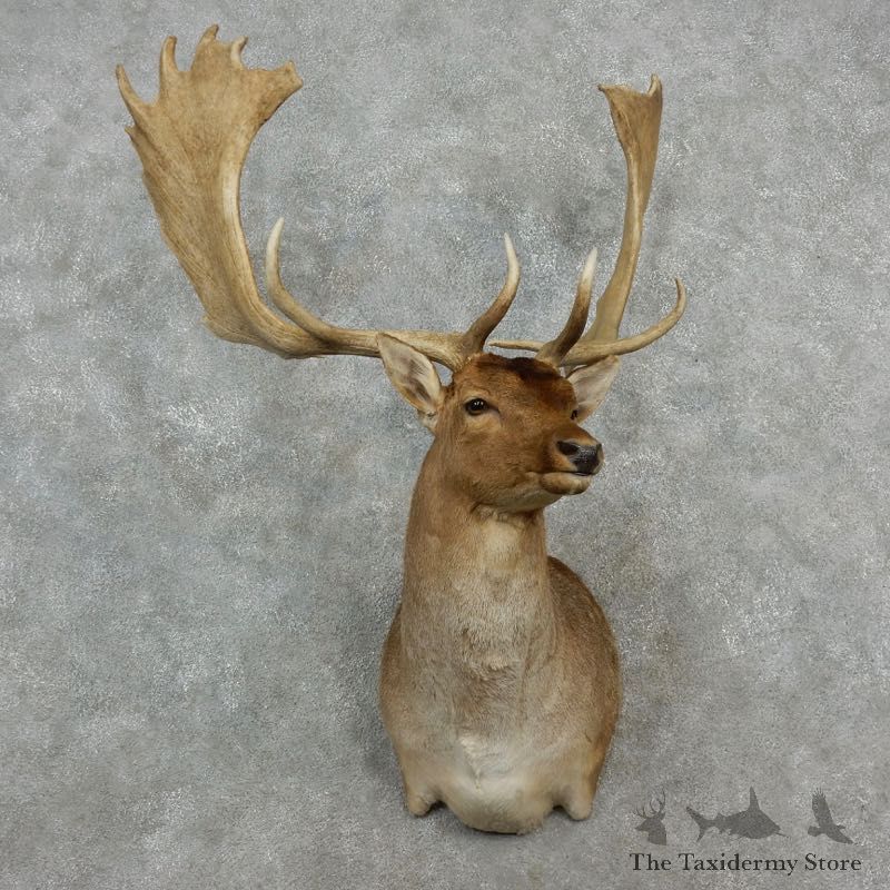 Fallow Deer Shoulder Mount For Sale #17250 @ The Taxidermy Store