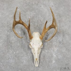 Whitetail Deer Skull European Mount For Sale #19506 @ The Taxidermy Store