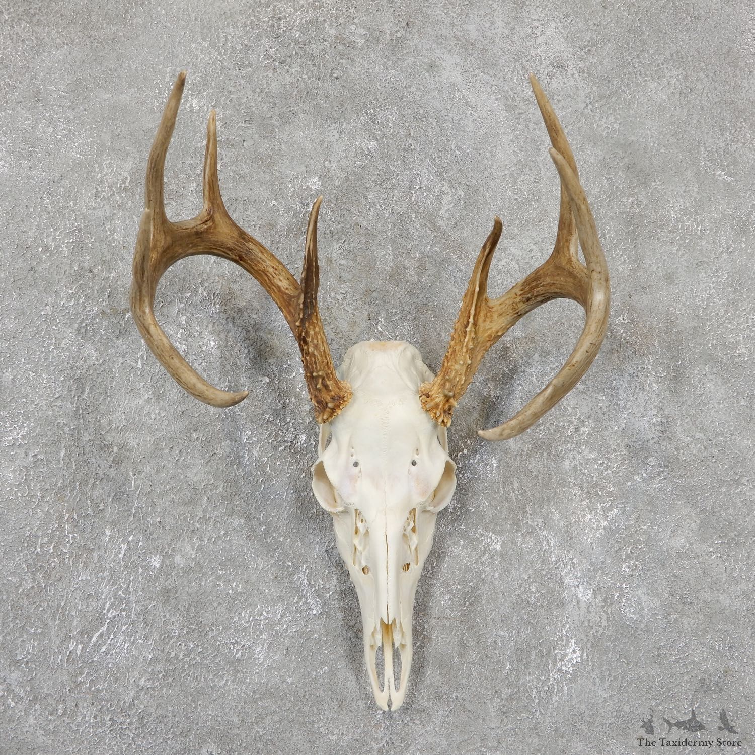 Whitetail Deer Skull European Mount For Sale #19506 @ The Taxidermy Store