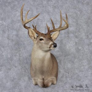 Whitetail Deer Shoulder Mount #12524 For Sale @ The Taxidermy Store