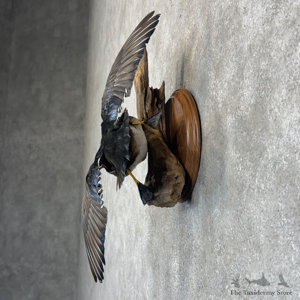 Wood Duck Bird Mount For Sale #30107 @ The Taxidermy Store