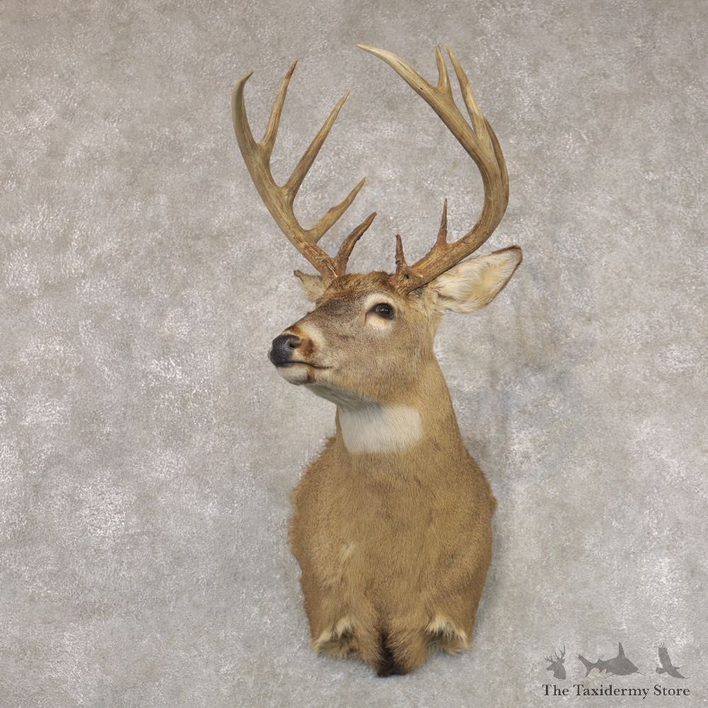 Whitetail Deer Shoulder Mount #22349 For Sale - The Taxidermy Store