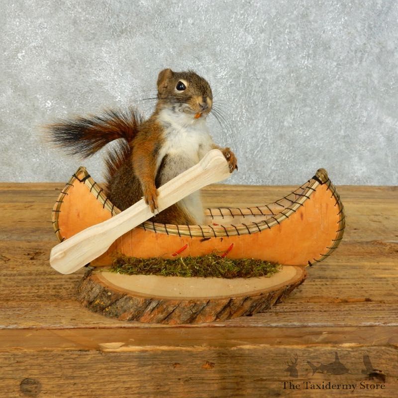 Canoe Red Squirrel Novelty Mount For Sale #18484 @ The Taxidermy Store