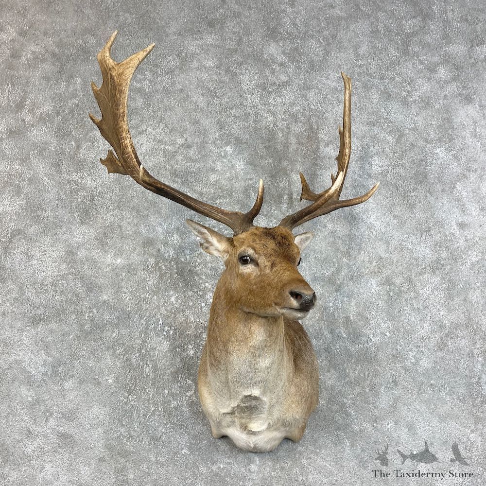 Fallow Deer Shoulder Mount For Sale #25837 @ The Taxidermy Store