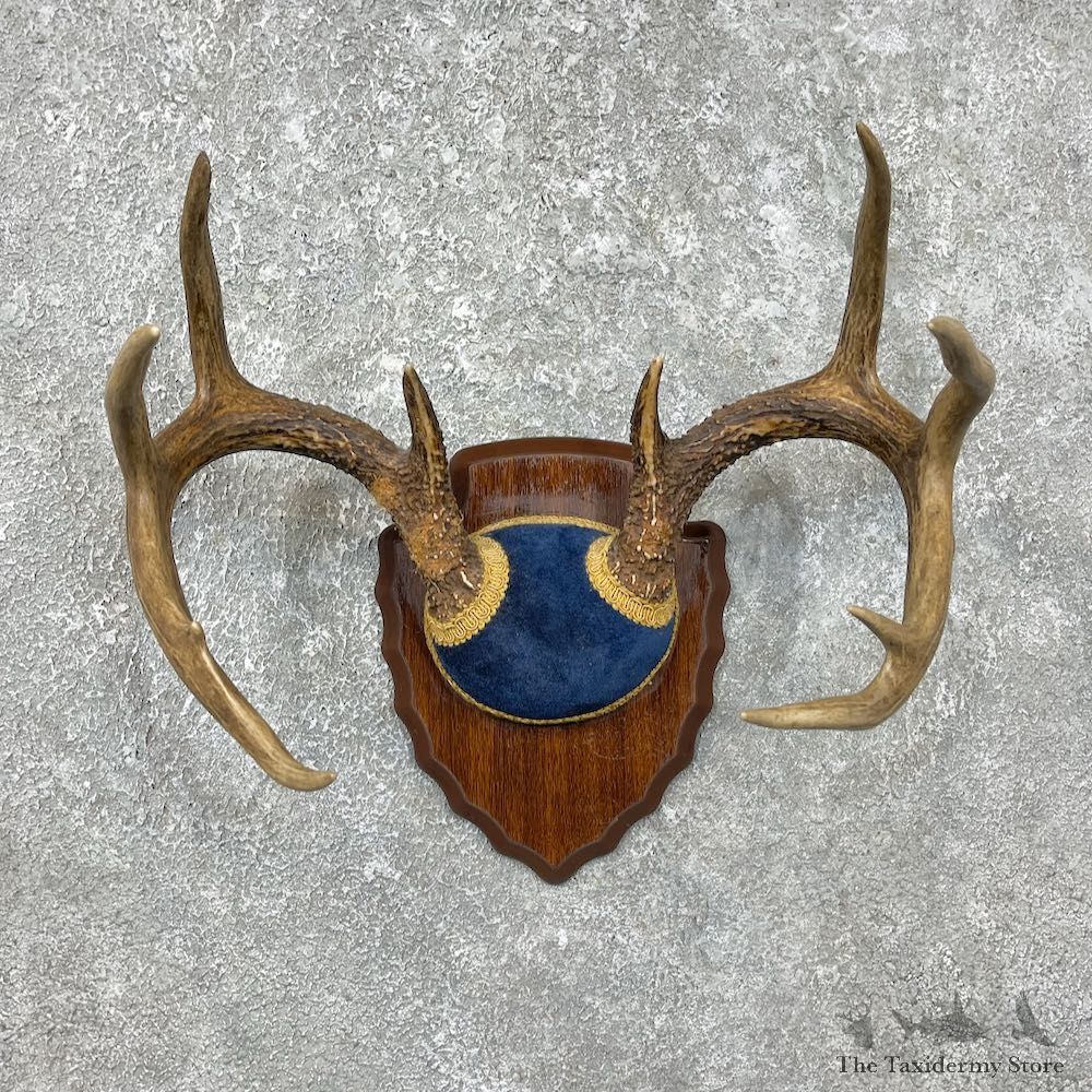 Whitetail Deer Antler Plaque Mount For Sale #25332 @ The Taxidermy Store