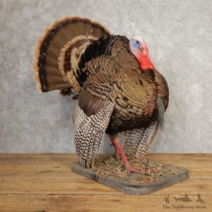 Merriam's Turkey Bird Mount For Sale #21008 @ The Taxidermy Store