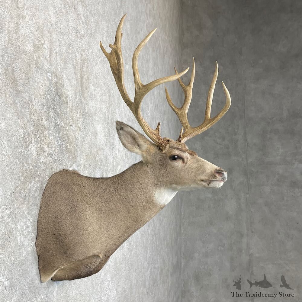 Mule Deer Shoulder Mount For Sale #28007 @ The Taxidermy Store