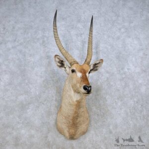 African Waterbuck Shoulder Mount For Sale #14263 @ The Taxidermy Store