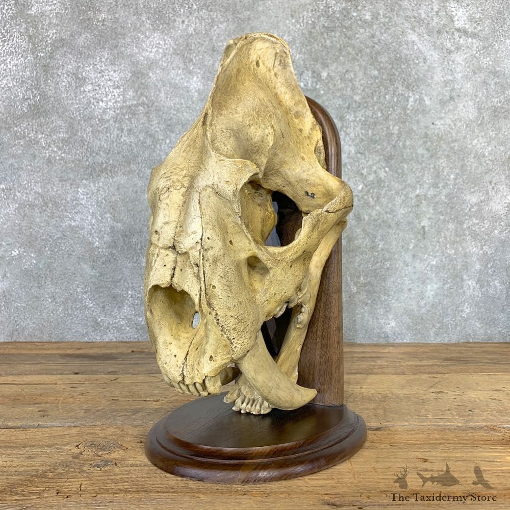Reproduction Saber Tooth Tiger Skull #22995 @ The Taxidermy Store