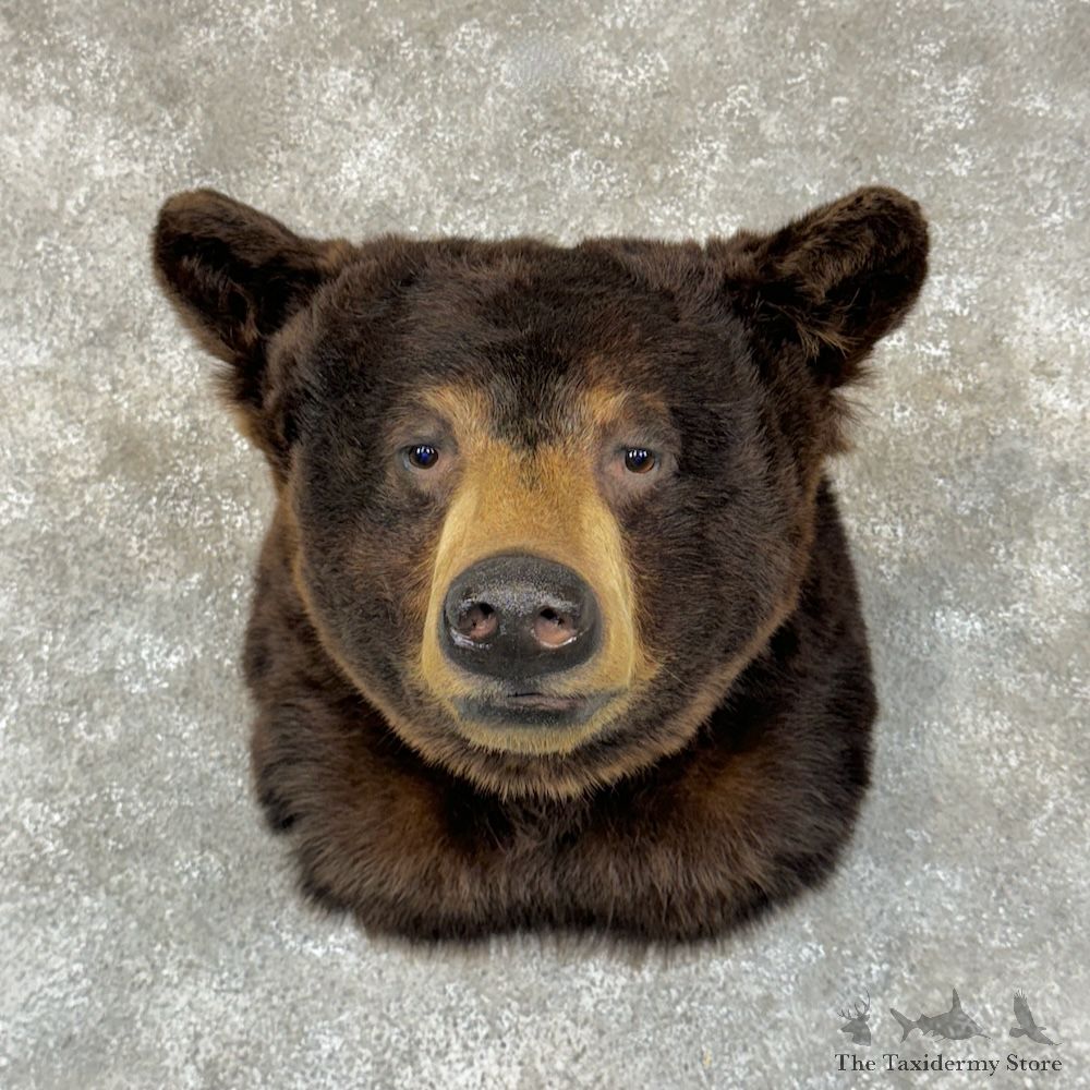 Black Bear Head Mount For Sale #29557 @ The Taxidermy Store