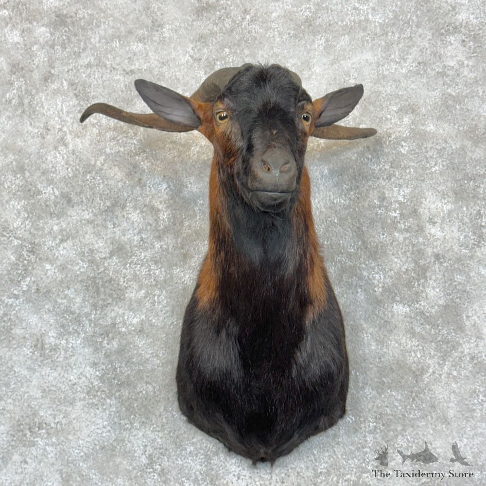 Catalina Goat Shoulder Mount For Sale #29455 @ The Taxidermy Store