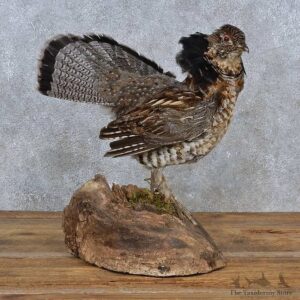 Ruffed Grouse Life-Size Mount For Sale #15213 @ The Taxidermy Store