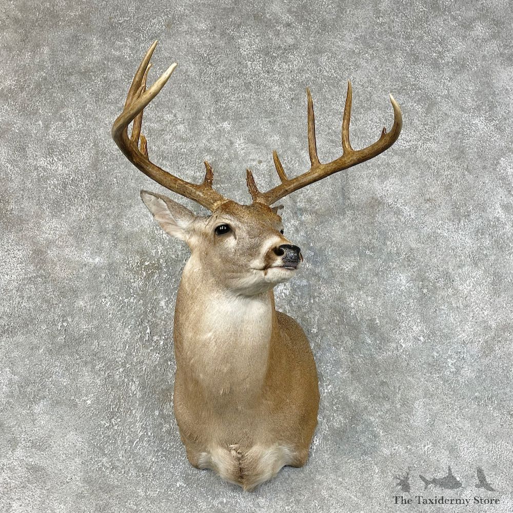 Whitetail Deer Shoulder Mount #25469 For Sale - The Taxidermy Store