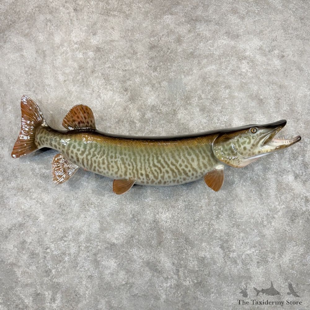 Reproduction Muskellunge Fish Mount For Sale #29924 @ The Taxidermy Store