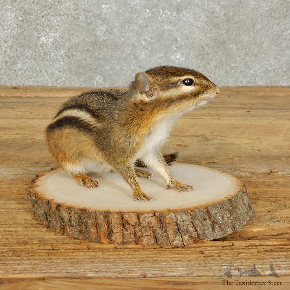 Chipmunk Life-Size Mount For Sale #15966 @ The Taxidermy Store