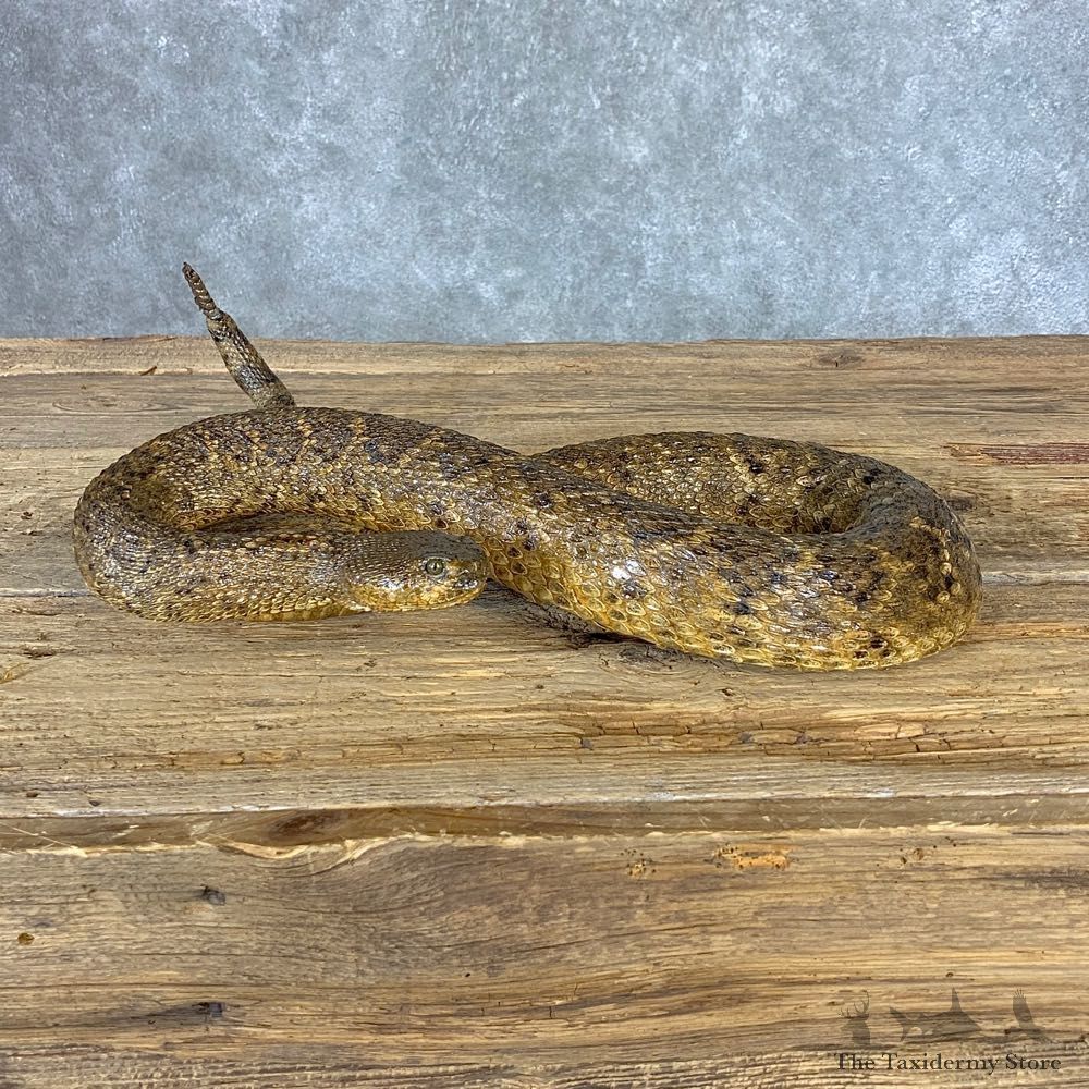 Eastern Diamondback Rattlesnake Mount For Sale #21377 @ The Taxidermy Store