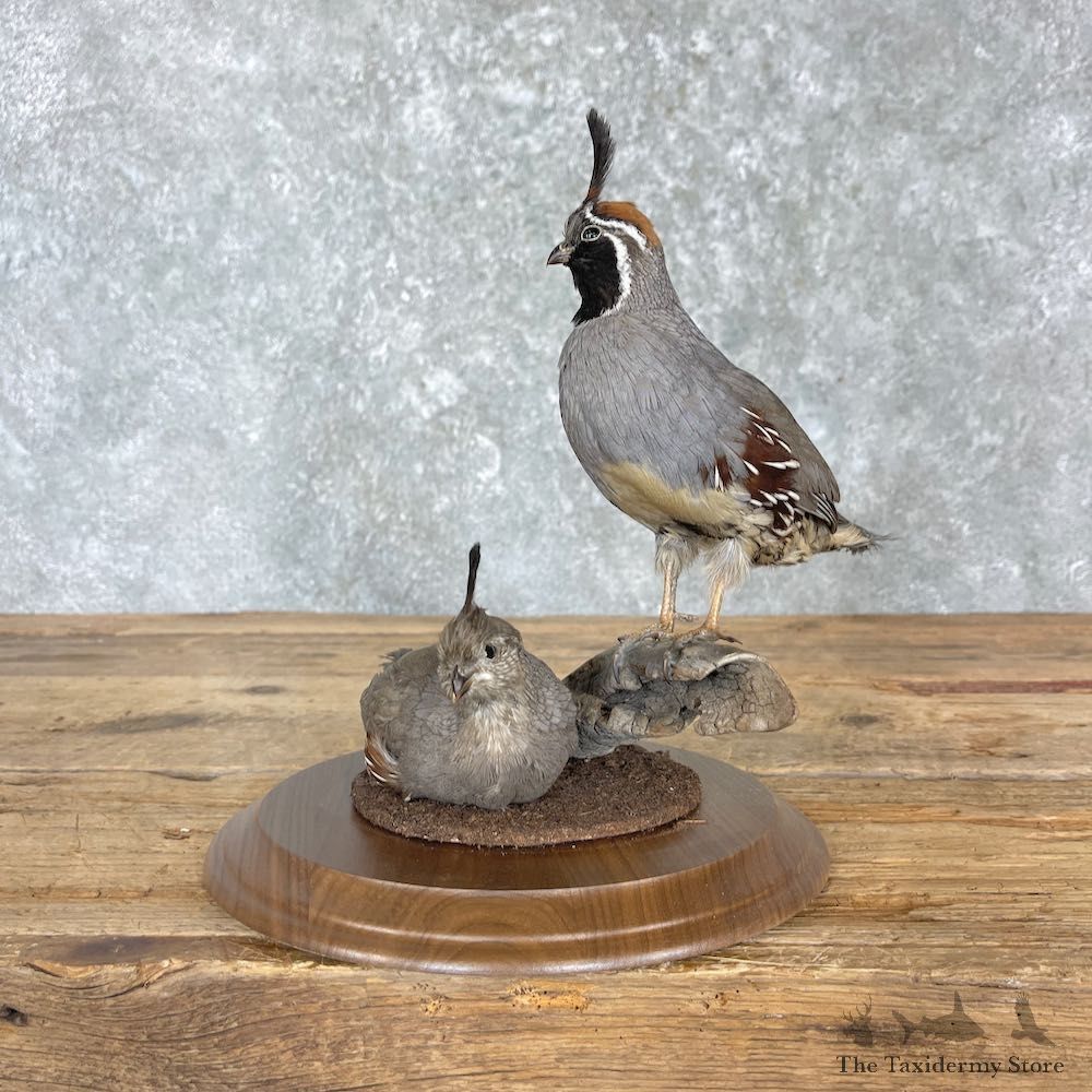 Gambel’s Quail Bird Mount For Sale #27161 @ The Taxidermy Store