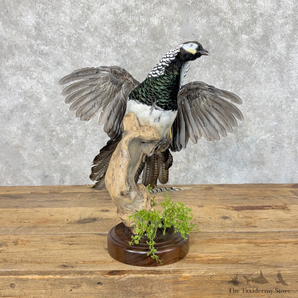 Lady Amherst Pheasant Bird Mount For Sale #30055 @ The Taxidermy Store