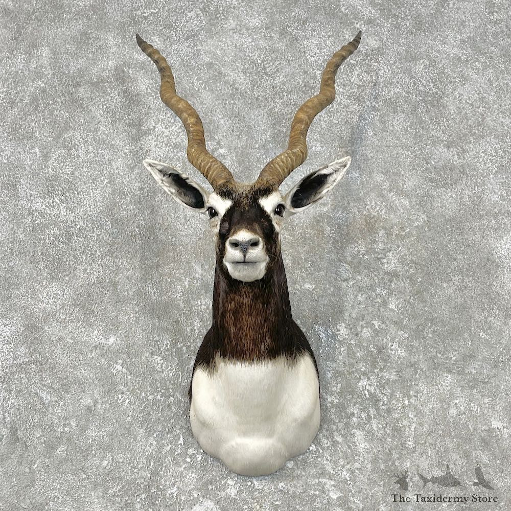 India Blackbuck Shoulder Mount For Sale #26828 @ The Taxidermy Store
