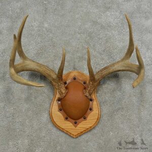 Whitetail Deer Antler Plaque Mount For Sale #16881 @ The Taxidermy Store